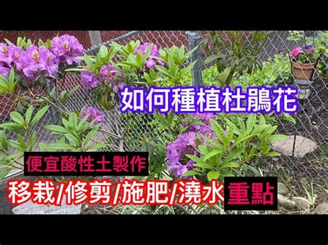 杜鵑 風水|風水師：杜鵑擺放須謹慎